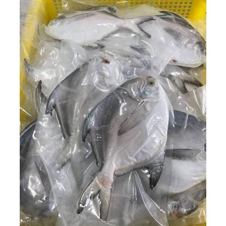 【極海鮮八號鋪】印度正白鯧魚，400-500g/尾，肉質豐厚、口感鮮美👍適合清蒸♨️油煎、紅燒🔥-細節圖3