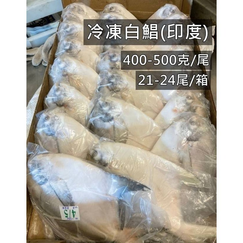 【極海鮮八號鋪】印度正白鯧魚，400-500g/尾，肉質豐厚、口感鮮美👍適合清蒸♨️油煎、紅燒🔥-細節圖4