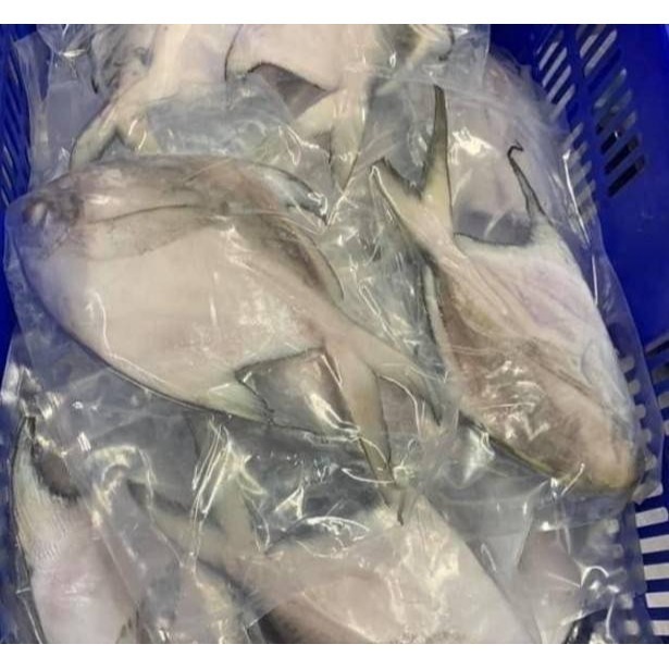【極海鮮八號鋪】印度正白鯧魚，400-500g/尾，肉質豐厚、口感鮮美👍適合清蒸♨️油煎、紅燒🔥-細節圖5