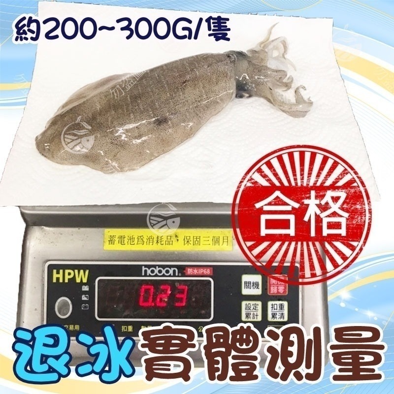 【極海鮮八號鋪】頂級3A活凍軟絲-約200~300G/隻、只無澎發、超Q彈軟嫩！-細節圖2