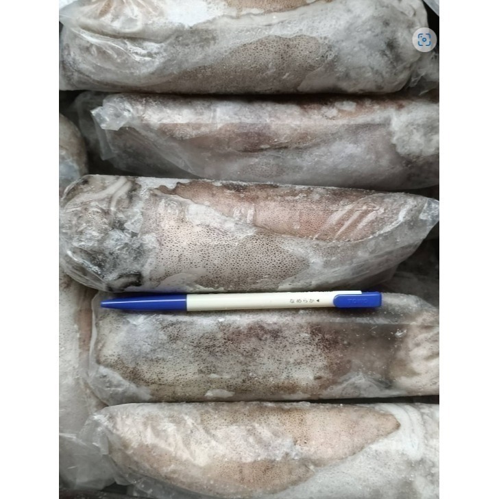 【極海鮮八號鋪】船凍3A軟絲砲管_活體狀況下單體結凍, 肉身漂亮完整, 眼神明亮-細節圖4