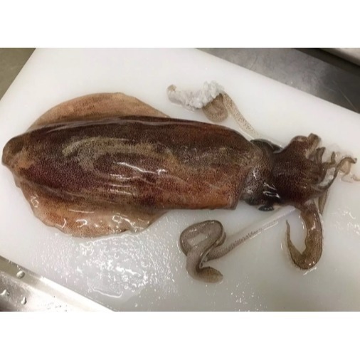 【極海鮮八號舖】現撈級鮮甜！船凍3A大軟絲，肉質厚實、Q彈脆口 ✨純淨海域捕撈，小資族的高級海鮮餐 🌊厚切咬下超滿足-細節圖2