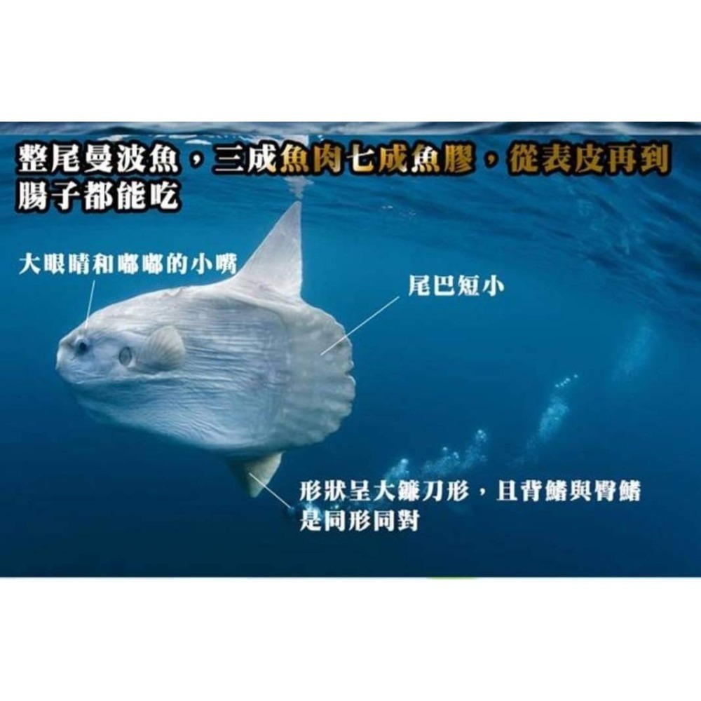 【極海鮮八號鋪】宜蘭南方澳曼波魚肉/魚皮，口感Q彈、膠質滿分、沒有腥味、零膽固醇-細節圖3