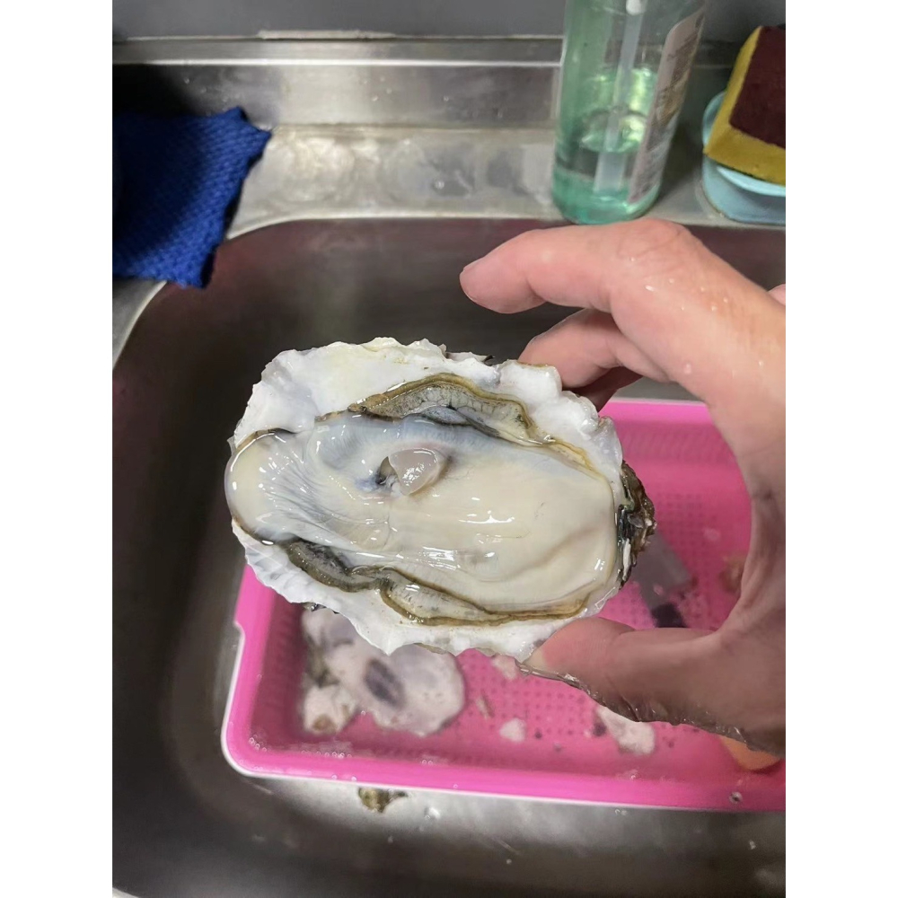 【極海鮮八號鋪】冷凍日本宮城全殼生蠔L規格，100-150g/顆，生食級海中白牛奶，顆顆肥美白嫩-細節圖4