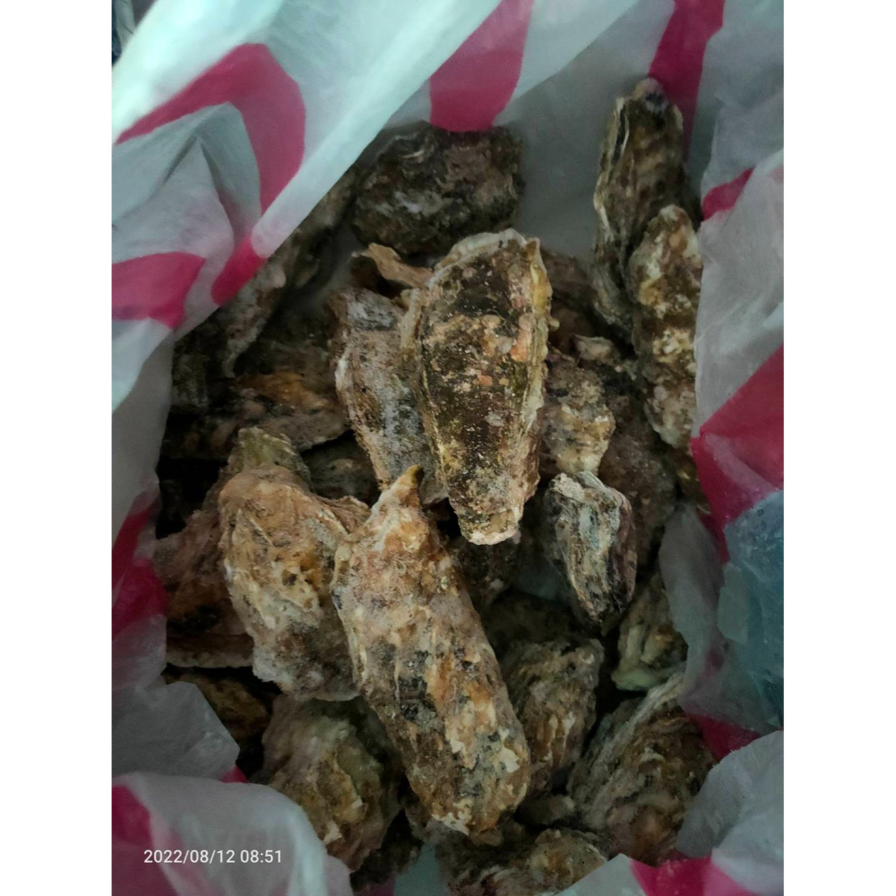 【極海鮮八號鋪】冷凍日本宮城全殼生蠔L規格，100-150g/顆，生食級海中白牛奶，顆顆肥美白嫩-細節圖5