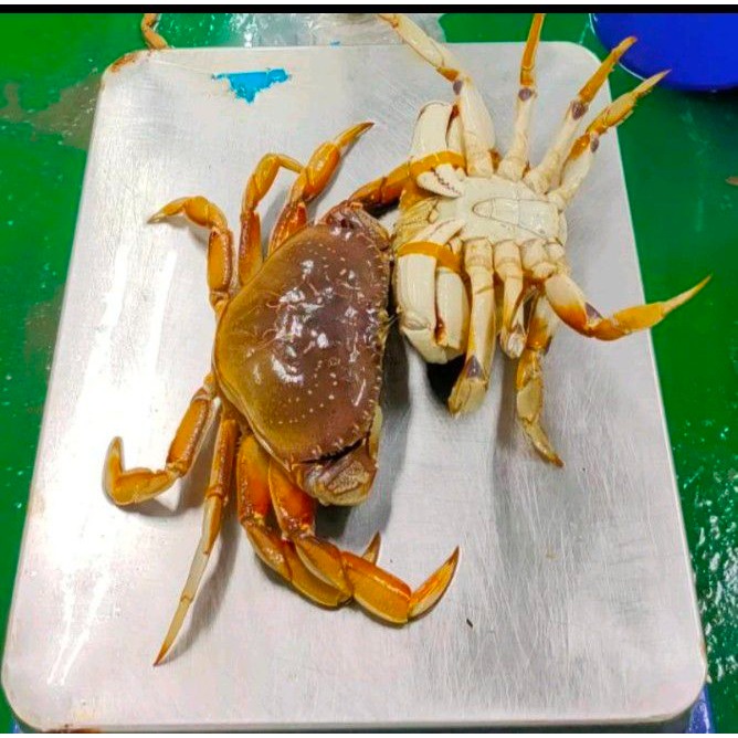 【極海鮮】凍加拿大黃金蟹600-800g/隻，800-1000g/隻，1000-1200g/隻-細節圖2