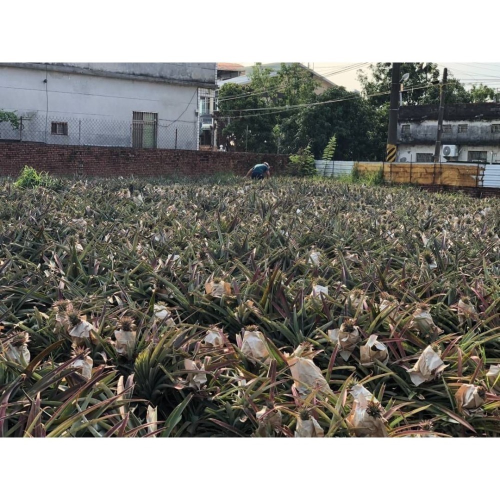 【極海鮮八號鋪】屏東水蜜桃鳳梨，20斤/箱(7-12顆)，夏日的鳳梨彌漫著繽紛的水蜜桃氣味-細節圖7