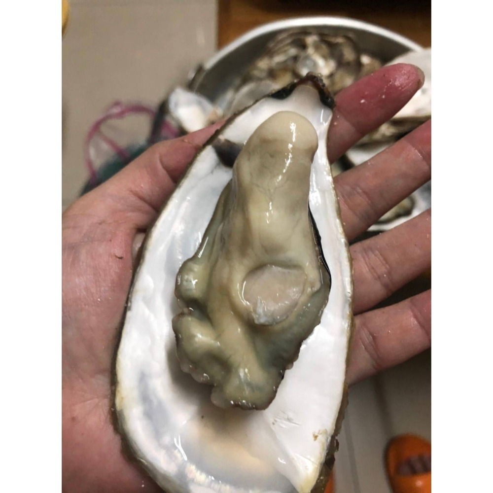 【極海鮮八號鋪】馬祖活體帶殼生蠔 -1公斤為單位-冷藏宅配-活體就是有無法形容的鮮甜-細節圖2