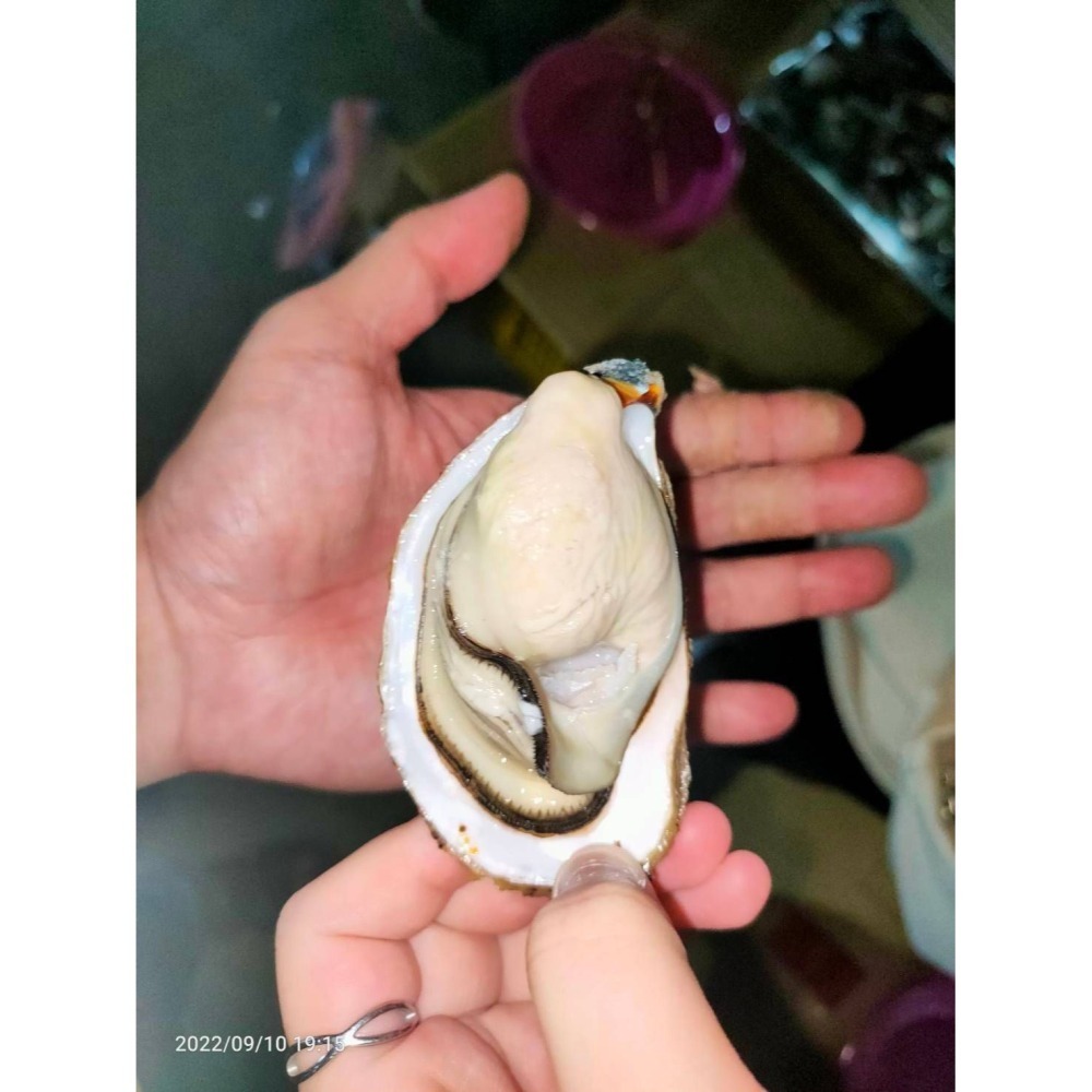 【極海鮮八號鋪】馬祖活體帶殼生蠔 -1公斤為單位-冷藏宅配-活體就是有無法形容的鮮甜-細節圖4