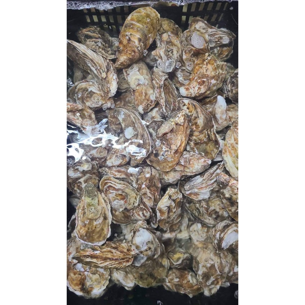 【極海鮮八號鋪】馬祖活體帶殼生蠔 -1公斤為單位-冷藏宅配-活體就是有無法形容的鮮甜-細節圖5