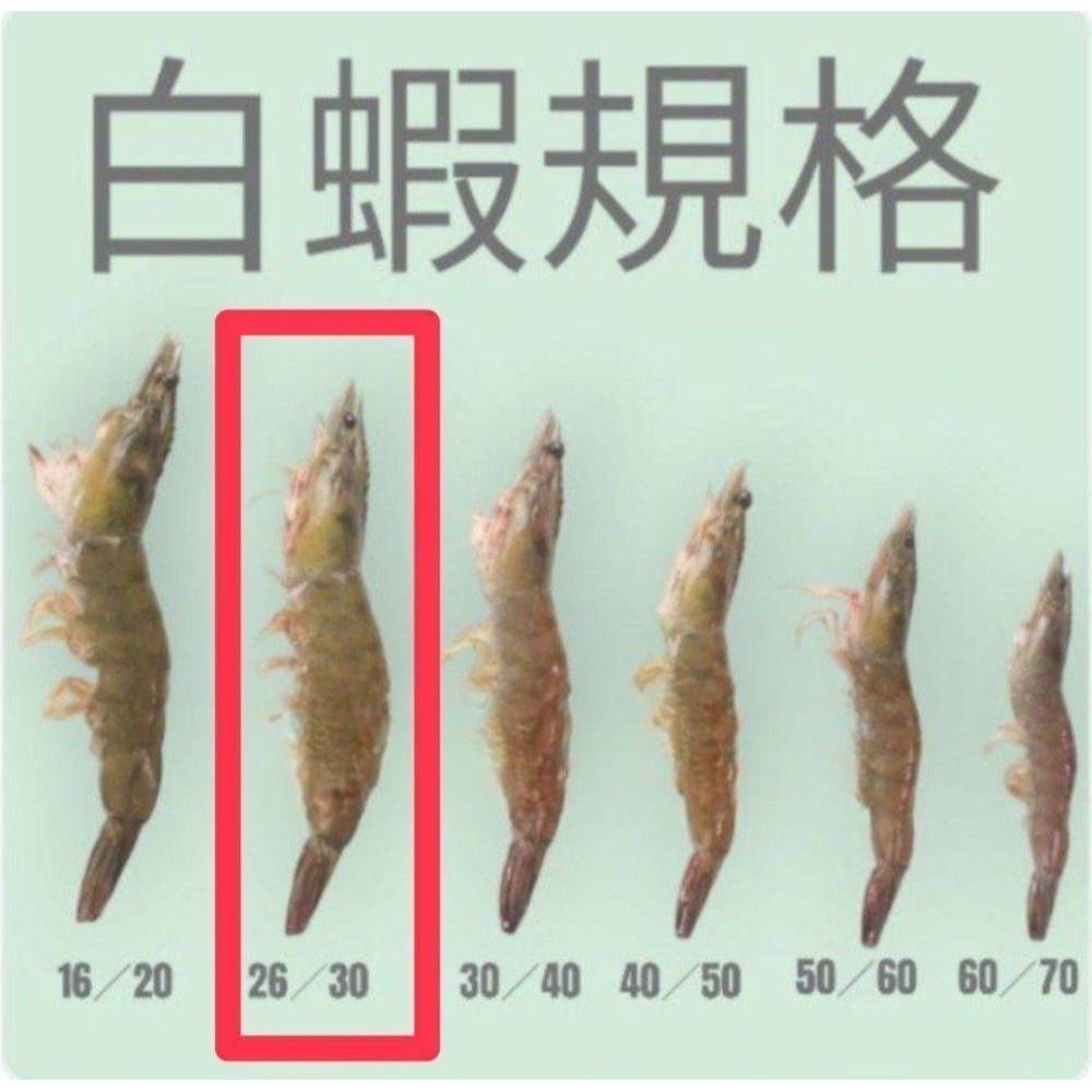 【極海鮮八號鋪】活凍艾迪大白蝦20/30-600g/盒✅肉質結實鮮甜，不黏殼, 大破盤價，手刀囤一波！-細節圖7