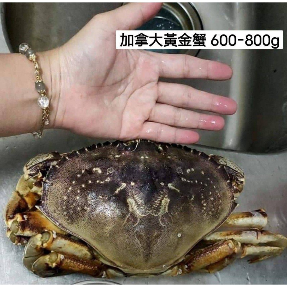 【極海鮮八號鋪】鮮凍加拿大黃金蟹, 600-800g/隻, 肉質細嫩、味道鮮美，帶有淡淡堅果香味-細節圖2