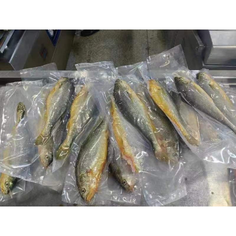 【極海鮮八號鋪】鮮凍大黃魚，已經過三去處理（去鱗去鰓去肚），天然海味，每隻約一斤重-細節圖2