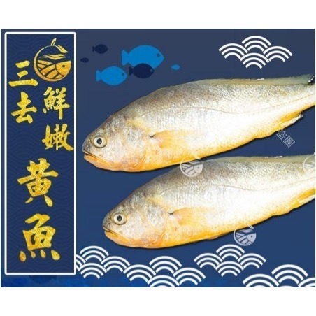 【極海鮮八號鋪】鮮凍大黃魚，已經過三去處理（去鱗去鰓去肚），天然海味，每隻約一斤重-細節圖4