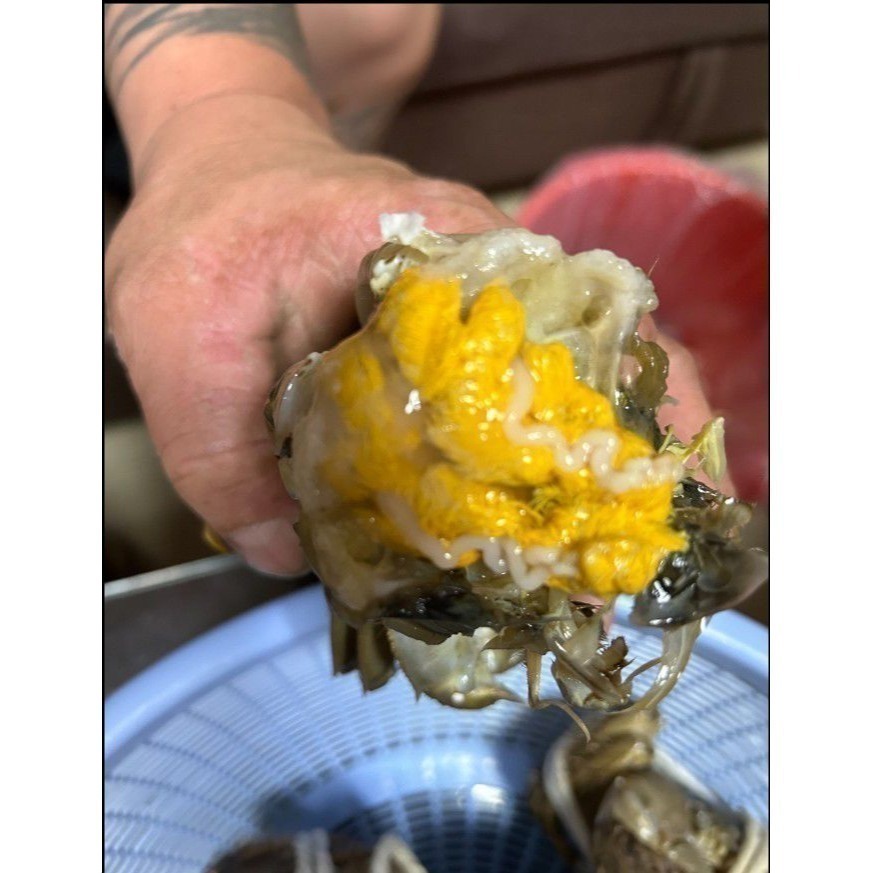 【極海鮮八號鋪】大閘蟹12/05到貨, 大陸江蘇正港貨母蟹, 爆膏爆蛋規格等級,蟹肉厚鮮甜，蟹黃蟹膏濃郁-細節圖4