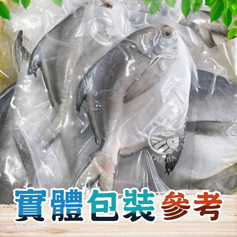 【極海鮮八號鋪】印度正白鯧300/400，400/500，500/600g，農曆年節，就是要有魚！-細節圖3