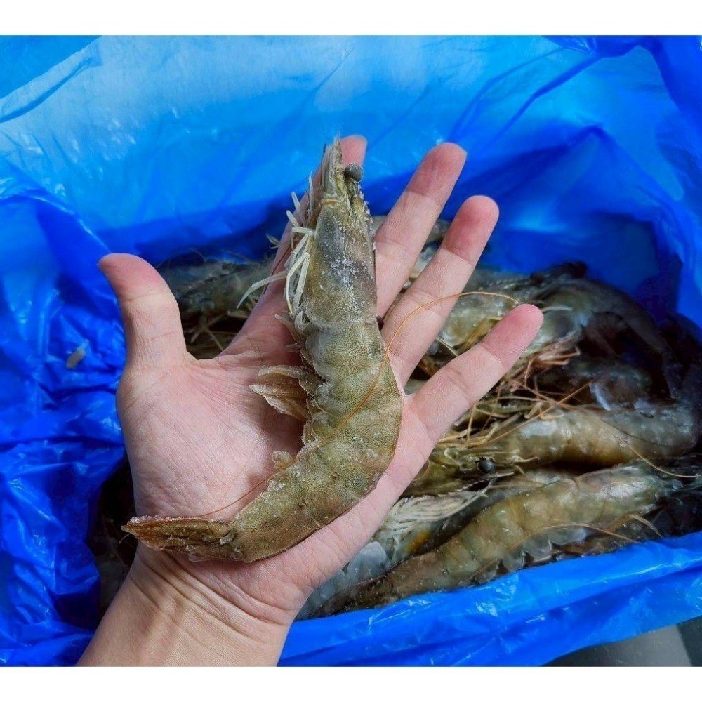 【極海鮮八號鋪】小紅帽30/40厄瓜多白蝦800g／盒/約23-27尾｜ 簡單川燙｜ 美味上桌｜原裝進口｜新鮮急凍-細節圖2