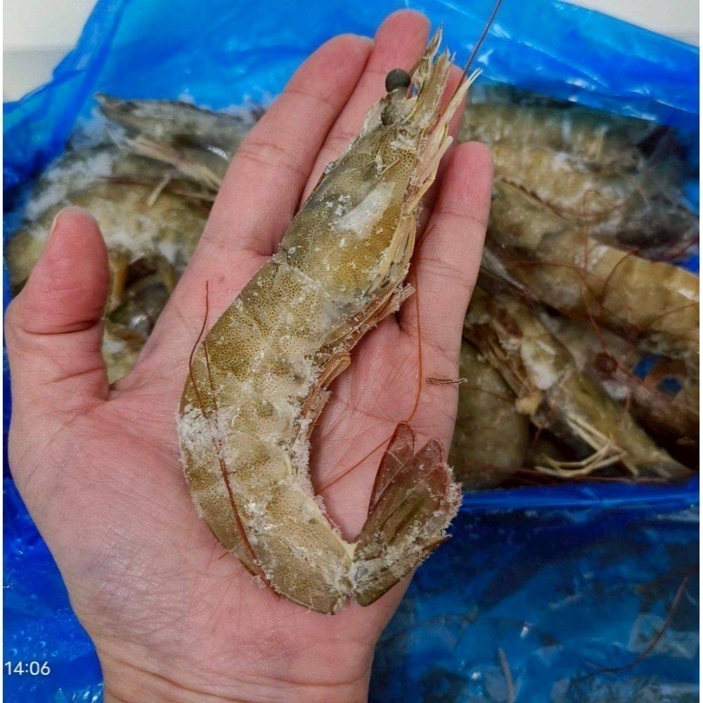 【極海鮮八號鋪】小紅帽30/40厄瓜多白蝦850g／盒/約23-27尾｜ 簡單川燙｜ 美味上桌｜原裝進口｜新鮮急凍-細節圖3