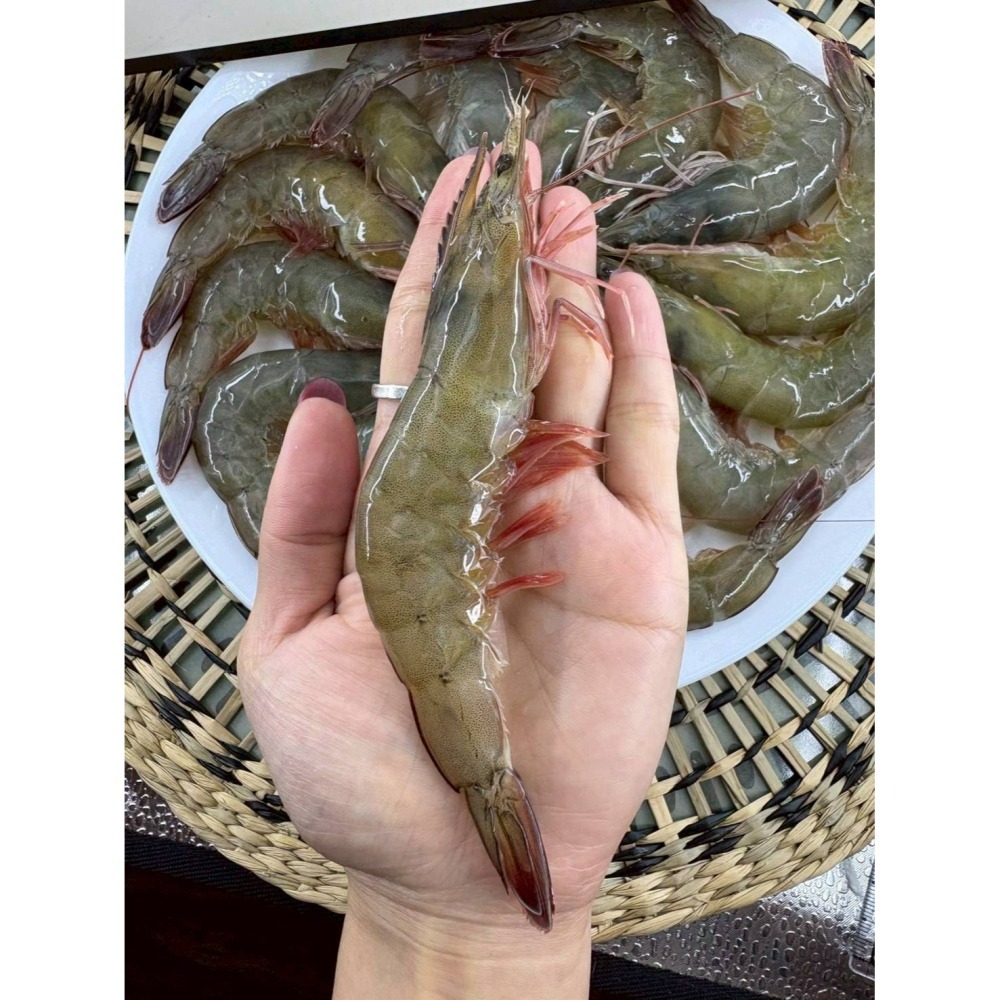 【極海鮮八號鋪】*社群特價* 🦐黑太陽活凍超大白蝦 30/40🦐600g✔高蛋白✔低熱量-細節圖3