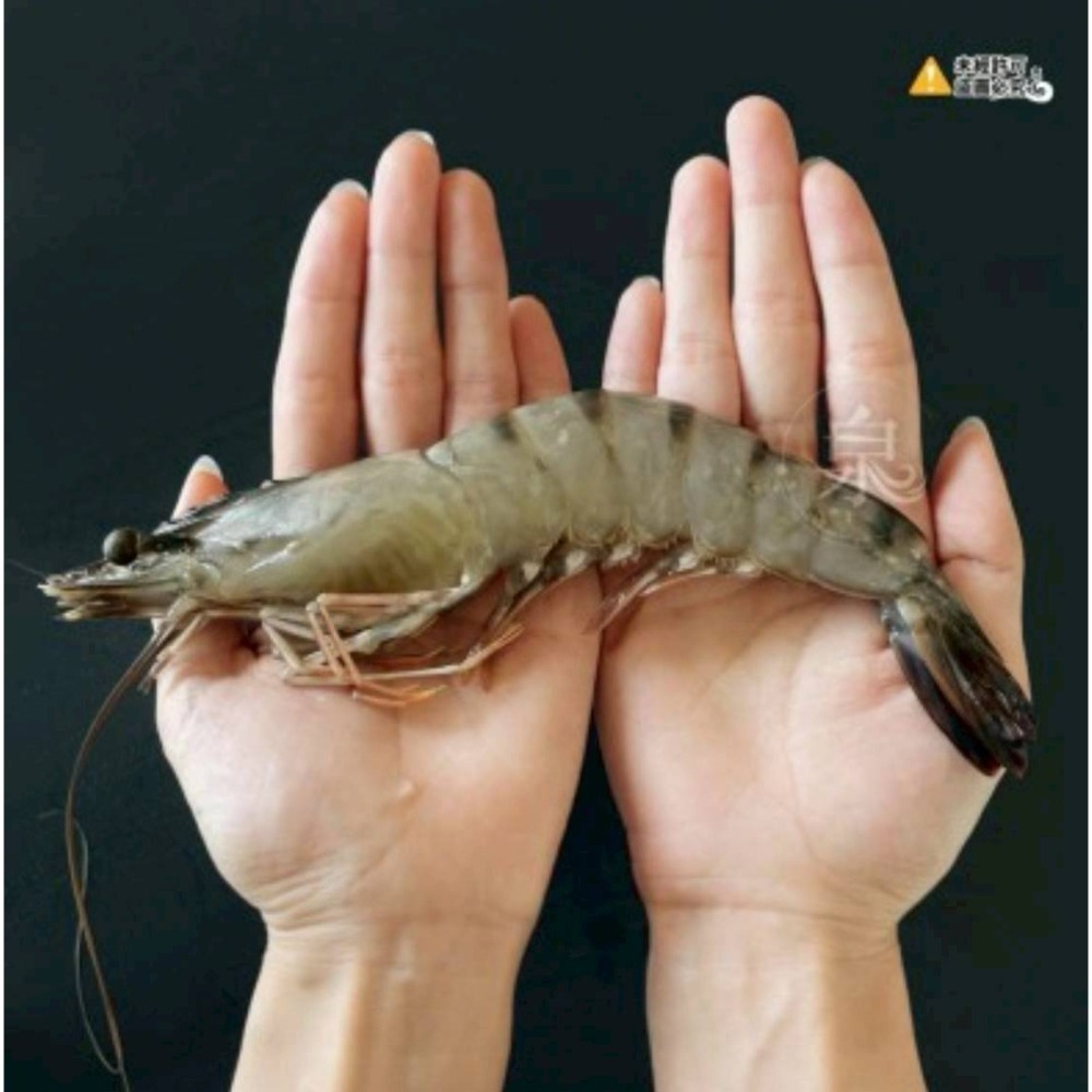 【極海鮮八號鋪】黑鑽大虎蝦8P(盒裝)300g👍純淨海水養殖、體型碩大、彈牙多汁、急凍鮮甜-細節圖3