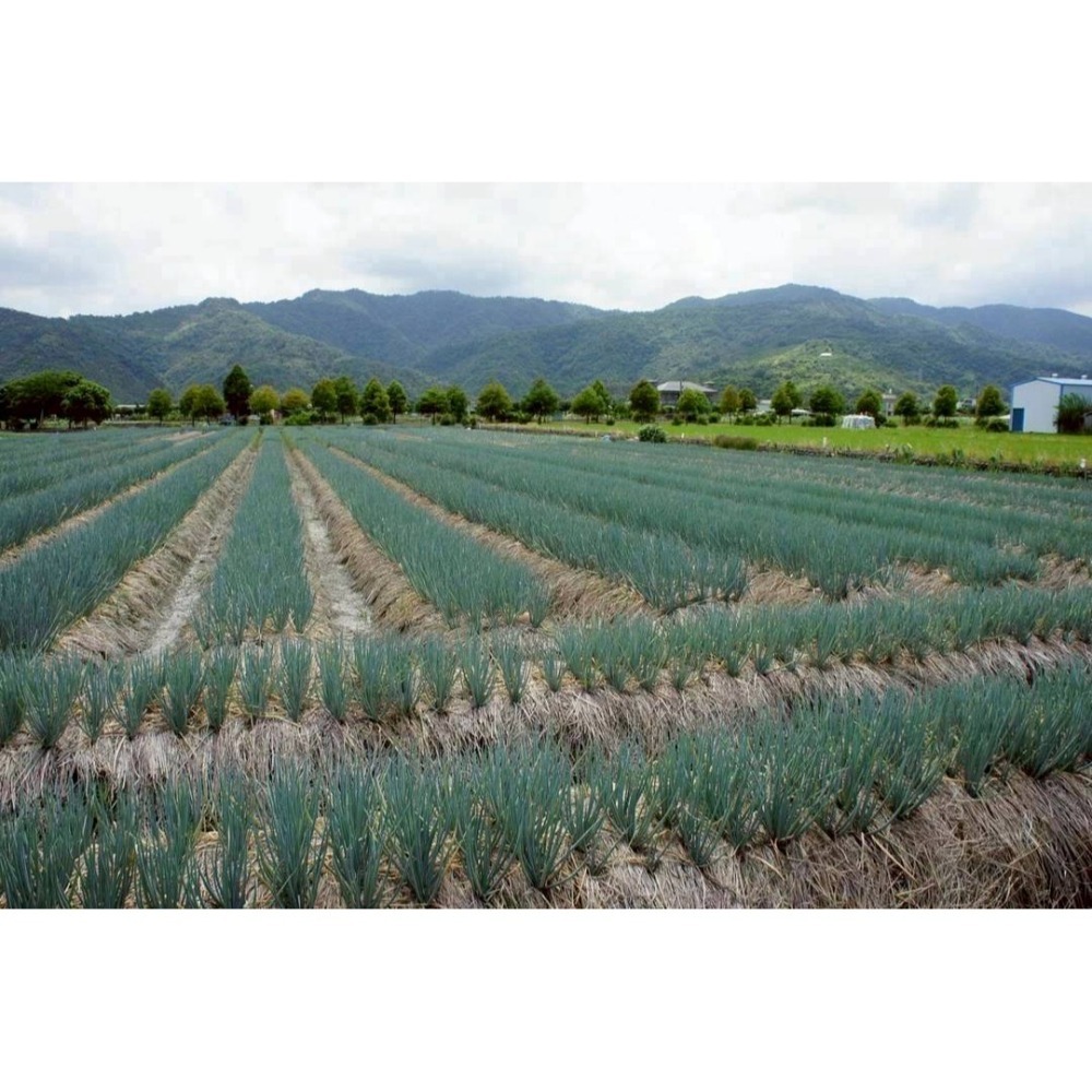 【極海鮮八號鋪】蔥阿伯 三星鄉蔥油餅(90g X 5片)🔥100%正宗台灣三星蔥餡🔹100%手工製作🔹獨家秘方-細節圖5