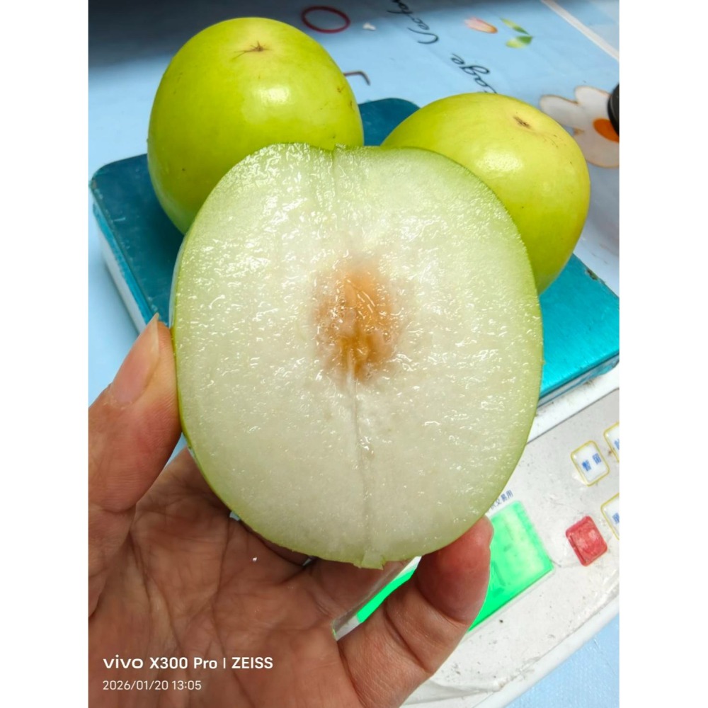 【極海鮮八號鋪】屏東高樹 11號珍蜜「爆漿」蜜棗 (10斤禮盒)。皮薄肉嫩、極致清甜，如水梨般的清脆多汁，極致味蕾饗宴-細節圖2