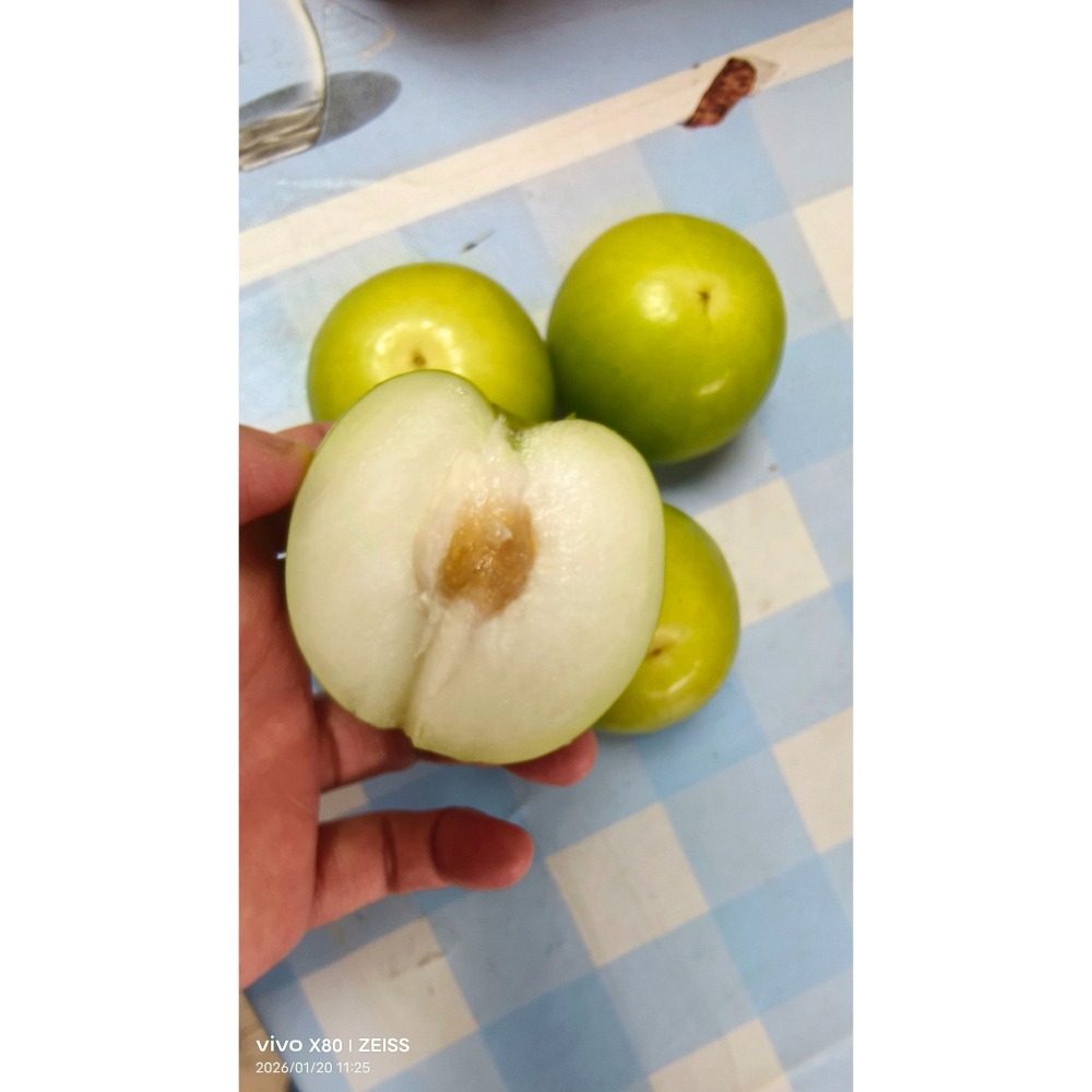 【極海鮮八號鋪】屏東高樹 11號珍蜜「爆漿」蜜棗 (10斤禮盒)。皮薄肉嫩、極致清甜，如水梨般的清脆多汁，極致味蕾饗宴-細節圖4