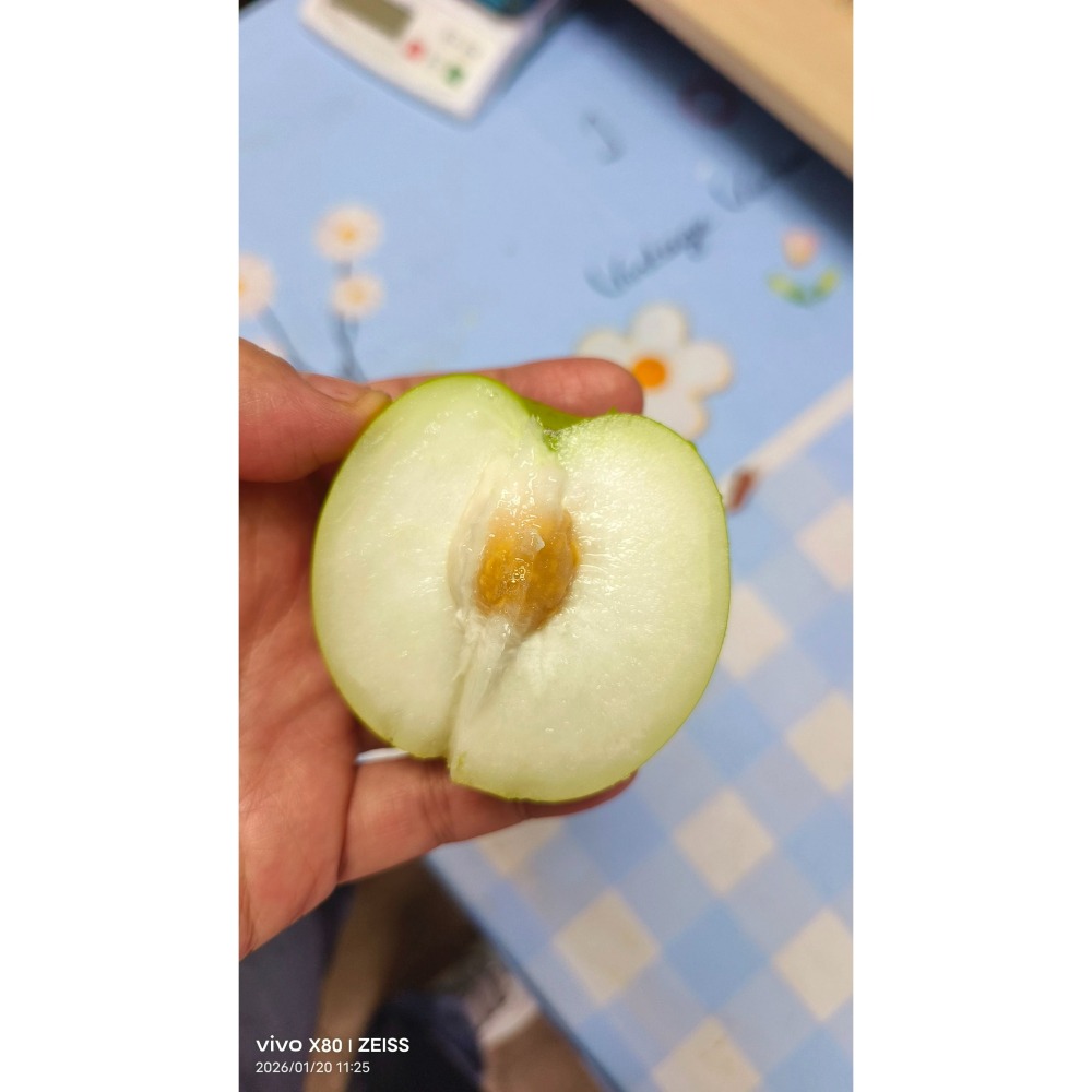 【極海鮮八號鋪】屏東高樹 11號珍蜜「爆漿」蜜棗 (10斤禮盒)。皮薄肉嫩、極致清甜，如水梨般的清脆多汁，極致味蕾饗宴-細節圖5