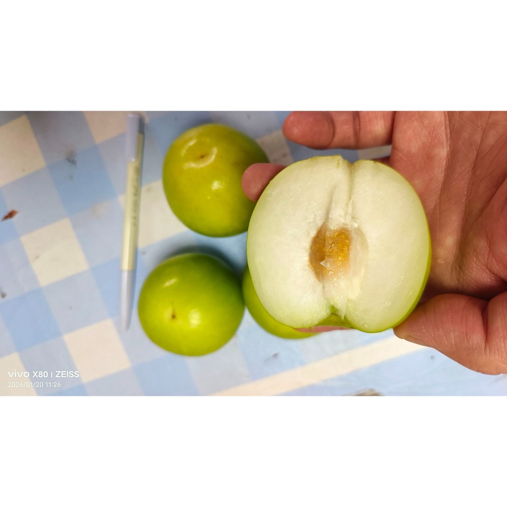 【極海鮮八號鋪】屏東高樹 11號珍蜜「爆漿」蜜棗 (10斤禮盒)。皮薄肉嫩、極致清甜，如水梨般的清脆多汁，極致味蕾饗宴-細節圖6