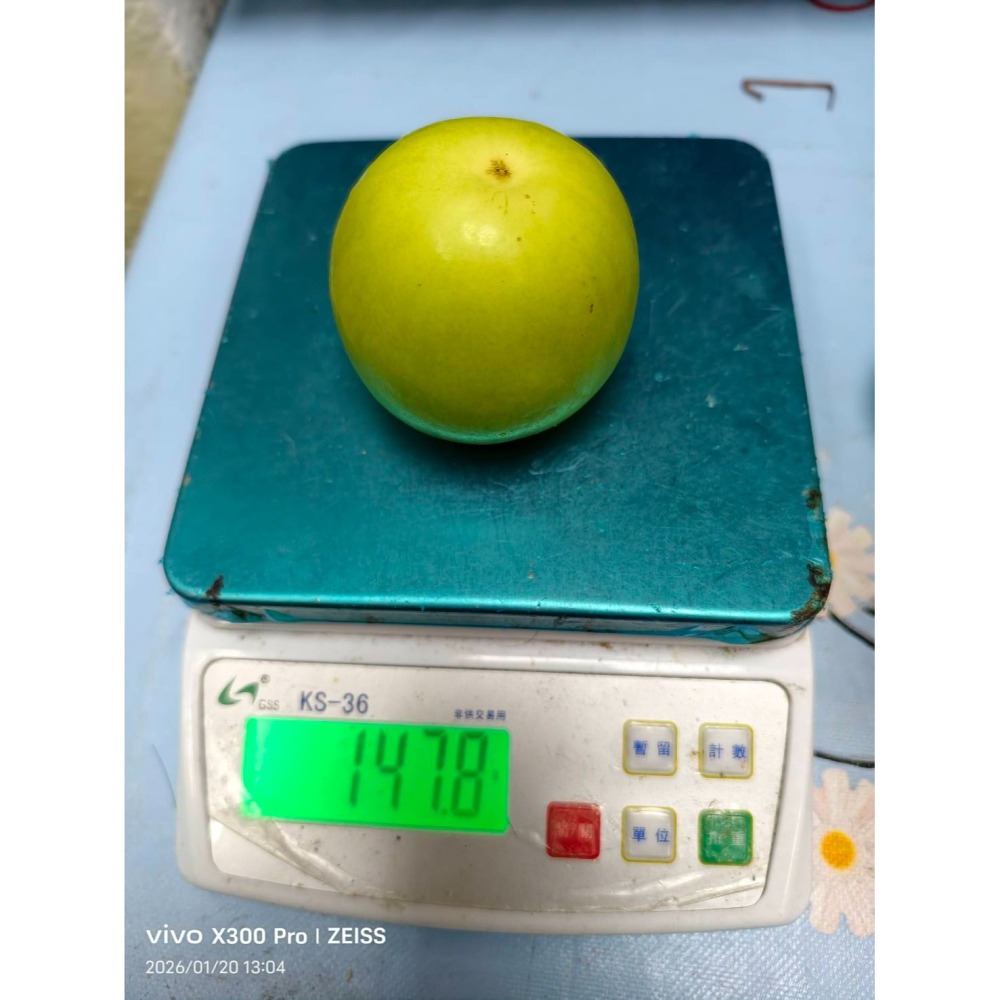 【極海鮮八號鋪】屏東高樹 11號珍蜜「爆漿」蜜棗 (10斤禮盒)。皮薄肉嫩、極致清甜，如水梨般的清脆多汁，極致味蕾饗宴-細節圖7