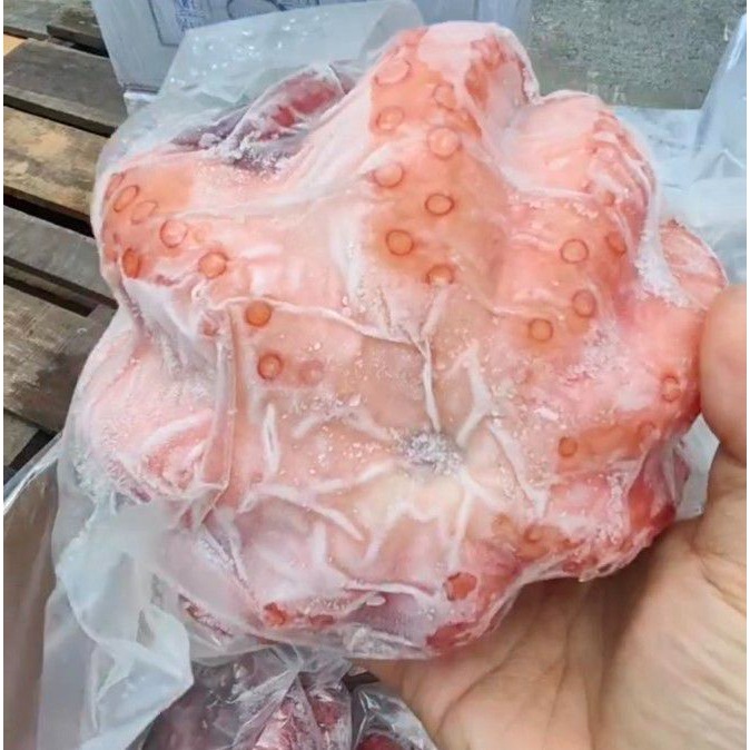 【極海鮮八號鋪】熟凍肥美大章魚_1-1.6公斤/隻，😝保留鮮美口感，入口滑嫩Q彈，只需川燙後配醬料涼拌就可享用新鮮海味-細節圖4