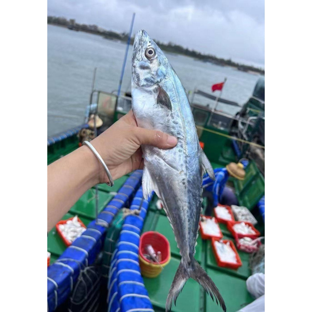 【極海鮮八號鋪】🐟台灣白腹馬鮫160-180g「白北、白腹仔、闊北仔 」，肉質纖細、油脂豐潤，入口柔嫩多汁😋-細節圖3