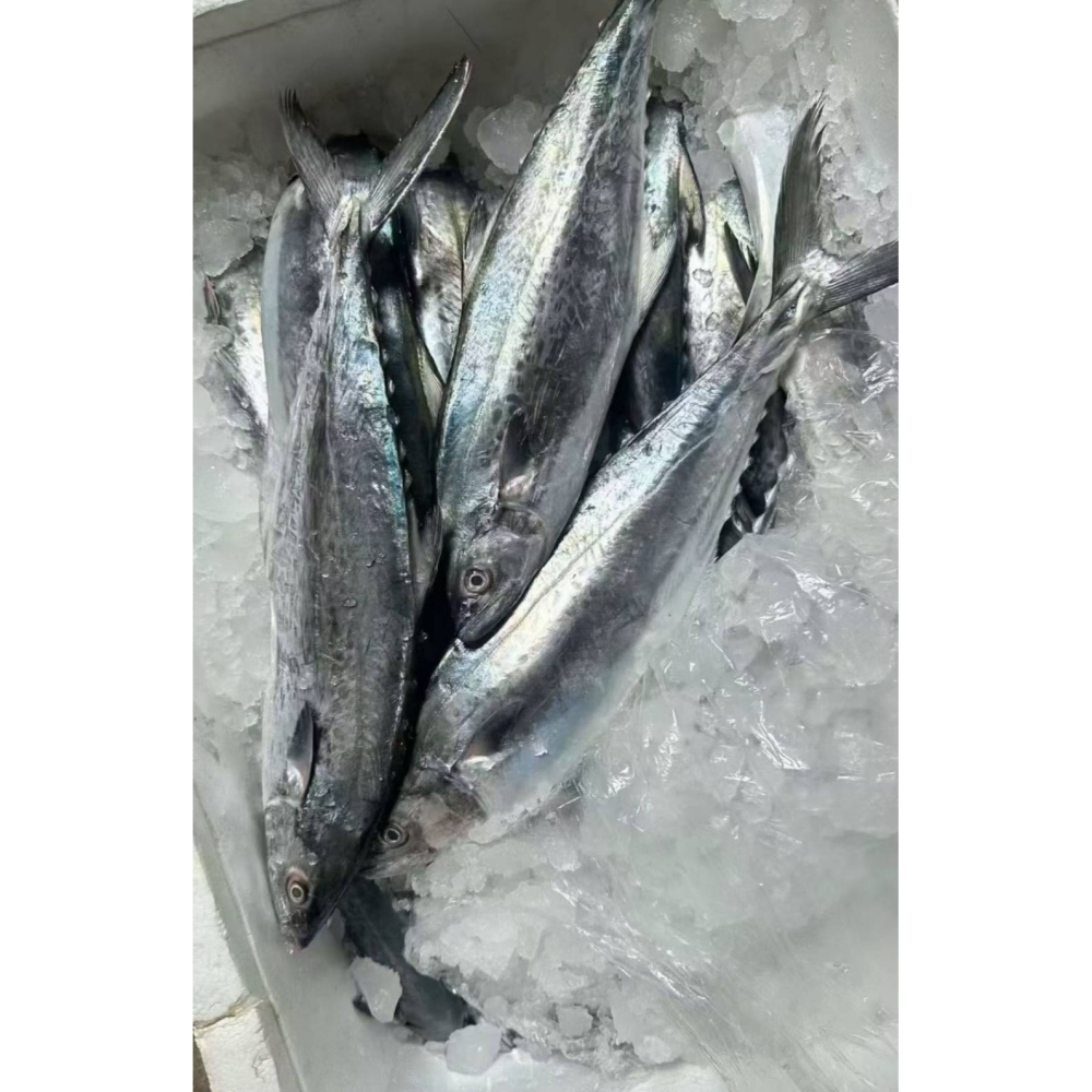 【極海鮮八號鋪】🐟台灣白腹馬鮫160-180g「白北、白腹仔、闊北仔 」，肉質纖細、油脂豐潤，入口柔嫩多汁😋-細節圖4