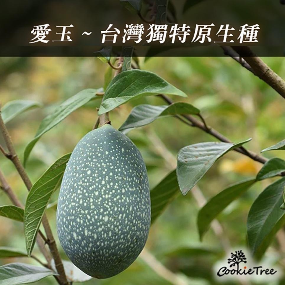 【cookietree 餅乾樹】愛玉子 愛玉籽 DIY手作愛玉 洗愛玉 檸檬愛玉 天然愛玉凍 滿三包送一搓洗棉布袋-細節圖8