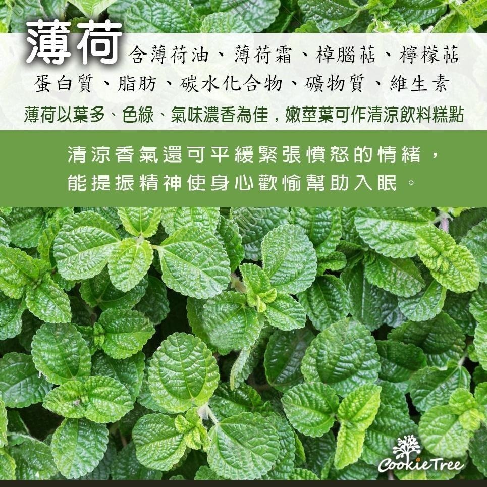 【cookietree 餅乾樹】薄荷 台灣薄荷茶 乾燥薄荷 可冷泡熱泡 純淨天然 台灣生產-細節圖4