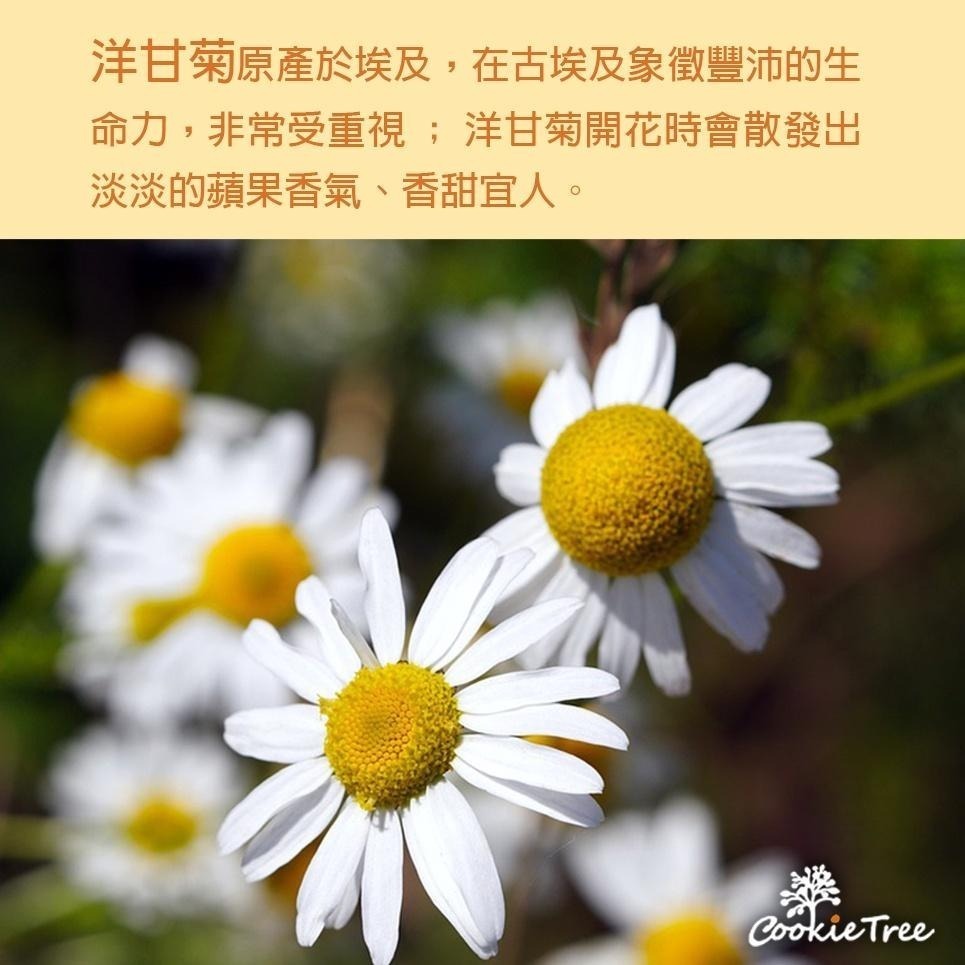 【cookietree 餅乾樹】洋甘菊 洋甘菊茶 檢驗合格 天然無添加 散裝非茶包-細節圖6