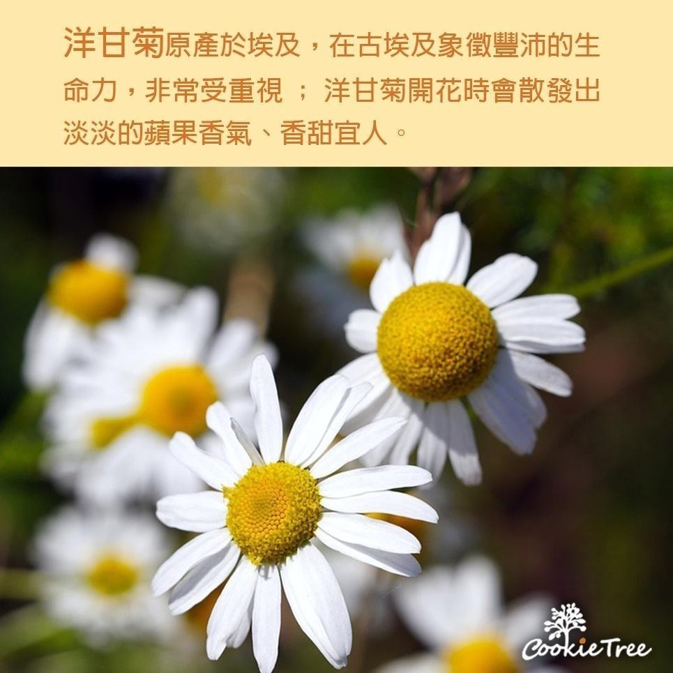 【cookietree 餅乾樹】洋甘菊 洋甘菊茶 檢驗合格 天然無添加 散裝非茶包-細節圖6