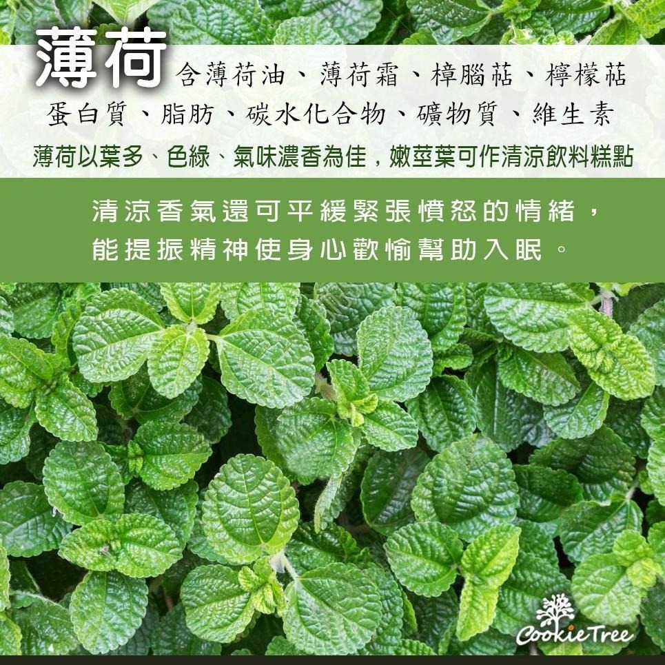 【cookietree 餅乾樹】魚腥草紫蘇薄荷茶 魚腥草 紫蘇 薄荷 紫蘇薄荷茶 非常時期健康維持 清費茶空污吸菸 霧霾-細節圖7