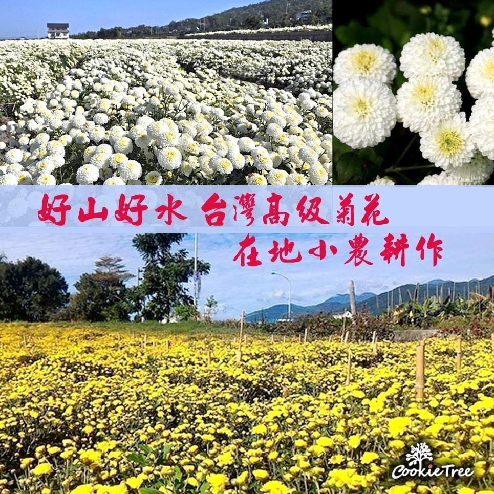【cookietree 餅乾樹】菊花 苗栗銅鑼杭白菊  菊花茶 杭菊 台灣白菊 檢驗合格 無添加 新鮮-細節圖5