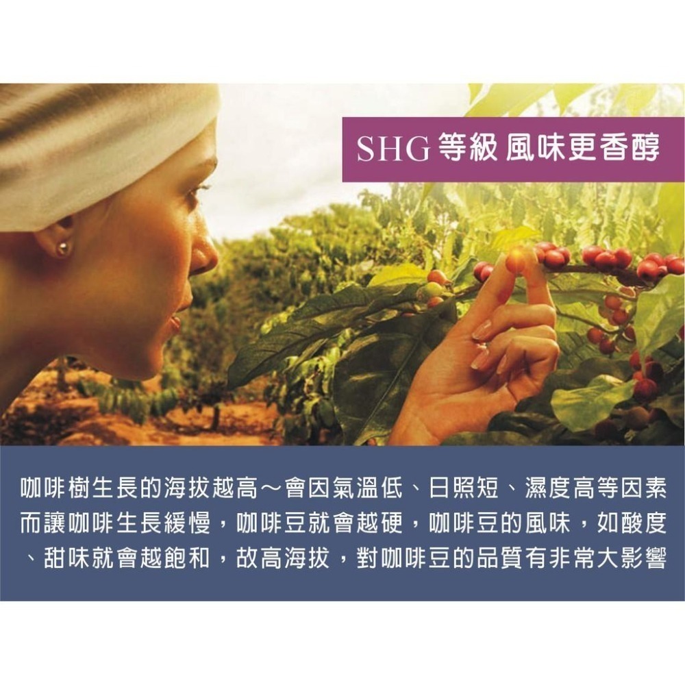 【cookietree 餅乾樹】台灣製 莊園咖啡黑豆茶  咖啡 黑豆 黑豆水 台灣黑豆 精品咖啡 莊園咖啡 檢驗合格-細節圖5