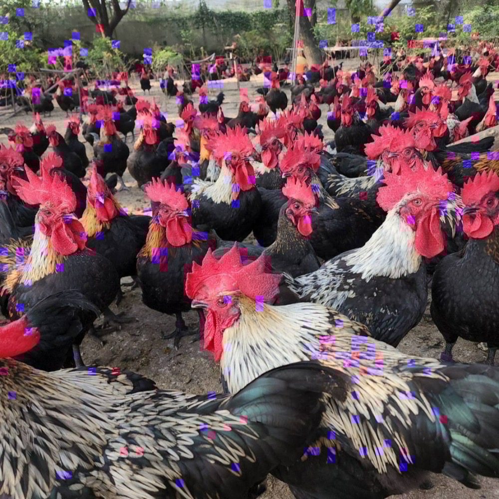 詹媽咪手工滴雞精（每包90ml）-細節圖4