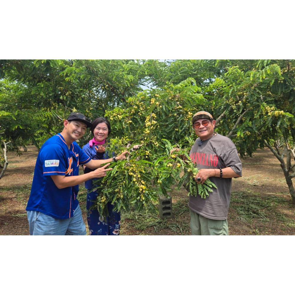 【園林春】油甘果茶入喉溫醇回甘不含咖啡因酸酸甘甘提升免疫力-細節圖3