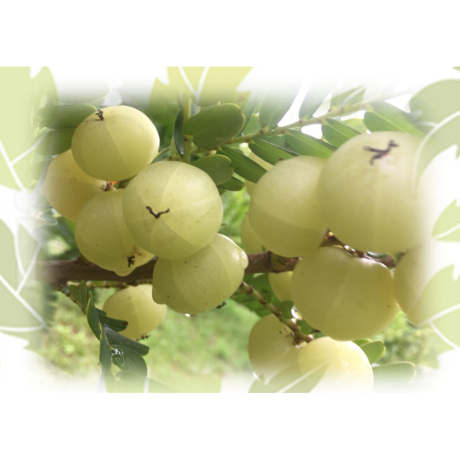 [心玥林]余甘子豆油單瓶(台灣第一瓶油甘醬油)-細節圖2