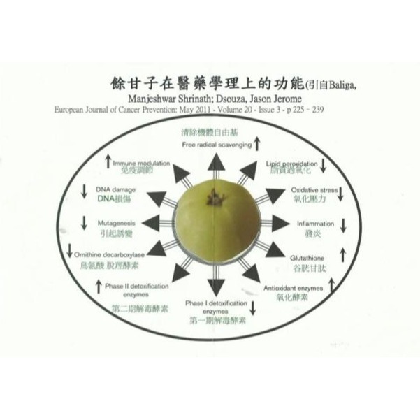 有機油甘果冷凍乾燥萃取粉-細節圖3