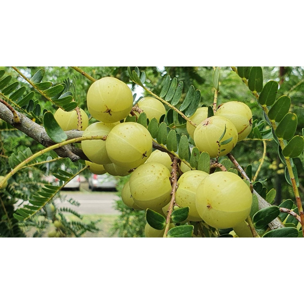 油甘好-果粉 300公克-細節圖3