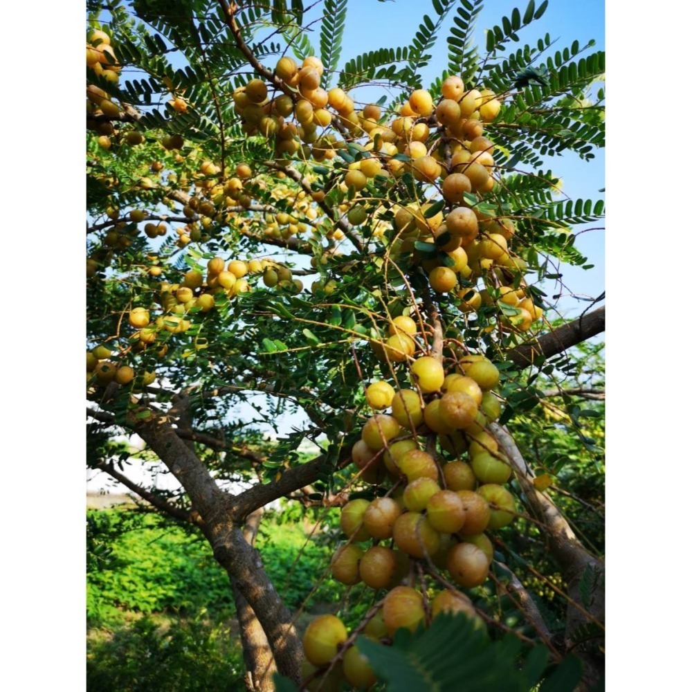 油甘果乾-細節圖3