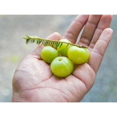 余甘梅津果隨身包隨身攜帶好方便出遊旅行一把罩-細節圖2