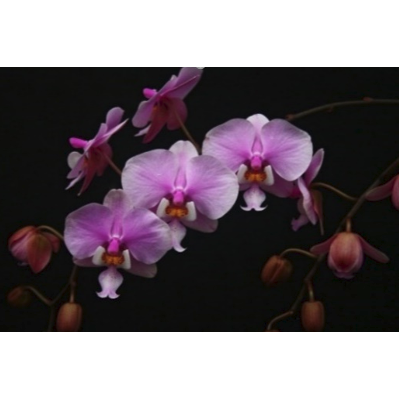 Phal.schilleriana ＇Pink Butterfly＇ AM/AOS (MC) /瓶苗