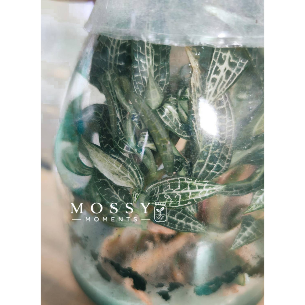 網紋寶石蘭 (瓶苗)-細節圖2