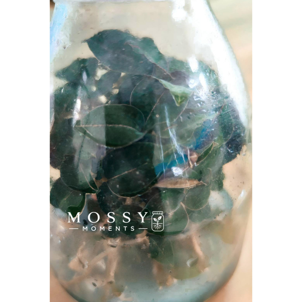綠野仙蹤寶石蘭 (瓶苗)-細節圖2